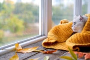 cat covered with knitted blanket facing a window during fall